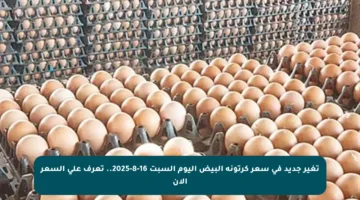 تغير جديد في سعر كرتونة البيض اليوم السبت 16-8-2025.. تعرف على السعر الآن